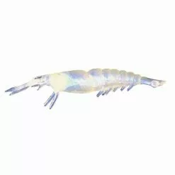 Owner- Cultiva Καραβιδάκια Owner 82586 4cm 8τμχ