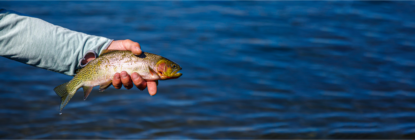 Βοηθητικά Αλιείας πωλήσεων -Βοηθητικά Αλιείας πωλήσεων catchesBannerDesktop 350a70039d1134b9befd81645a2683c2